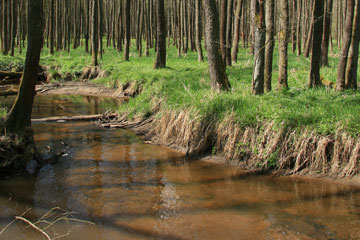 Olšina
